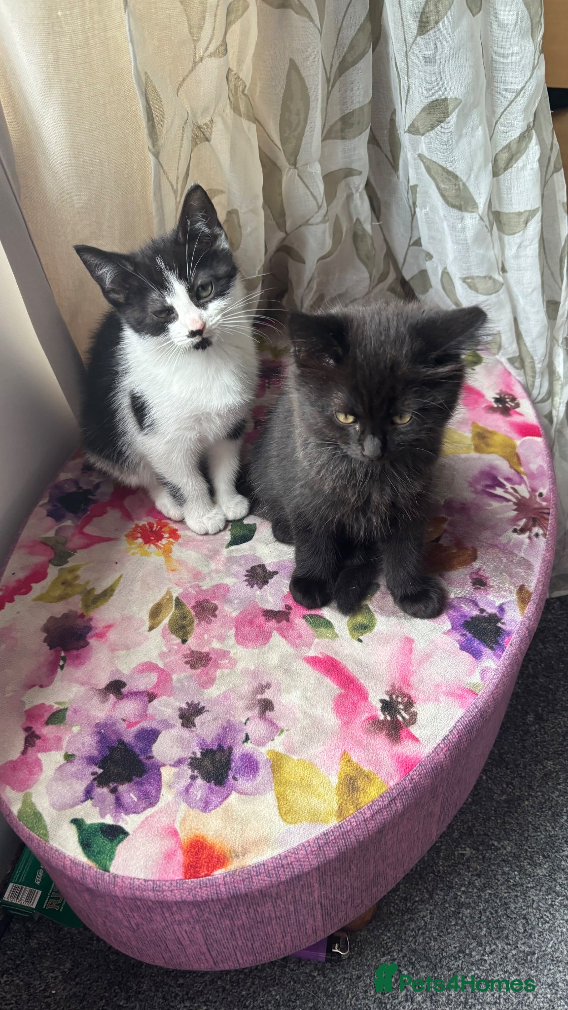 Mixed Breed cats for sale: Kittens for sale - Advert 10