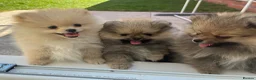 Pomeranian dogs for sale: Pure-Breed Toy Pomeranians  - Advert 9