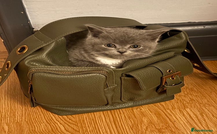 British Shorthair cats - Advert 1