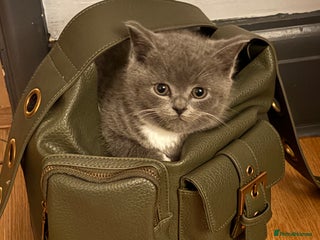 British Shorthair cats - Advert 32