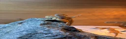 Bearded Dragon reptiles for sale: Super friendly baby bearded dragons - Advert 3