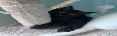 Persian 4