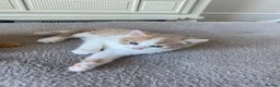 American Shorthair cats for sale: 2 Gorgeous boys - Advert 9