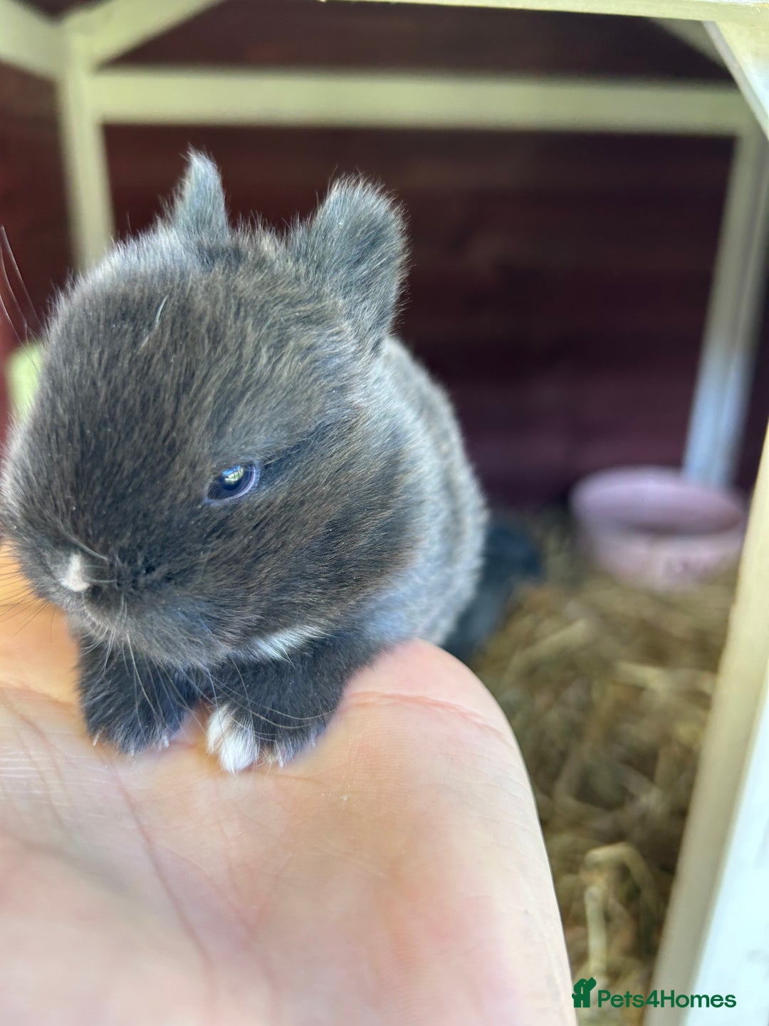 Netherland Dwarf rabbits for sale: 2 Beautiful Netherland dwarf pairs £1OO - Image 2