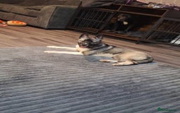 Mixed Breed dogs for sale: Husky cross  - Image 3