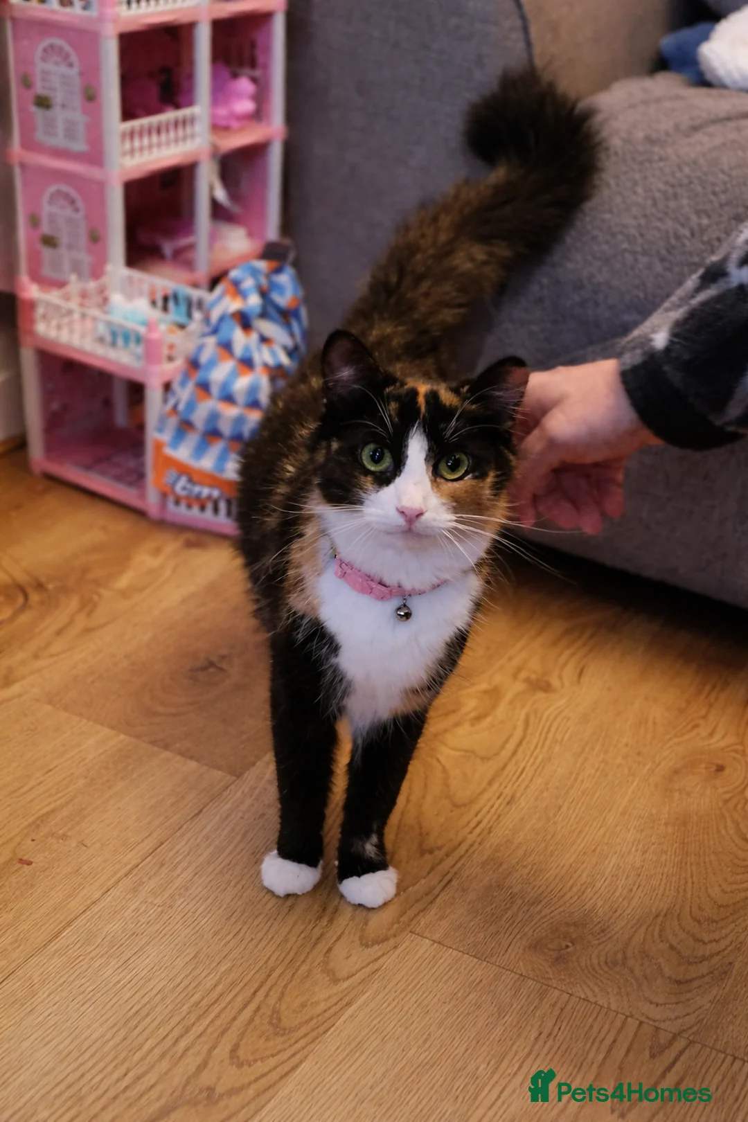 Mixed Breed cats for sale: READY NOW..2 remaining litter of beautiful kittens - Advert 2