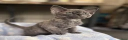 Devon Rex cats for sale: Fantastic Pedigree Devon Rex - Advert 1