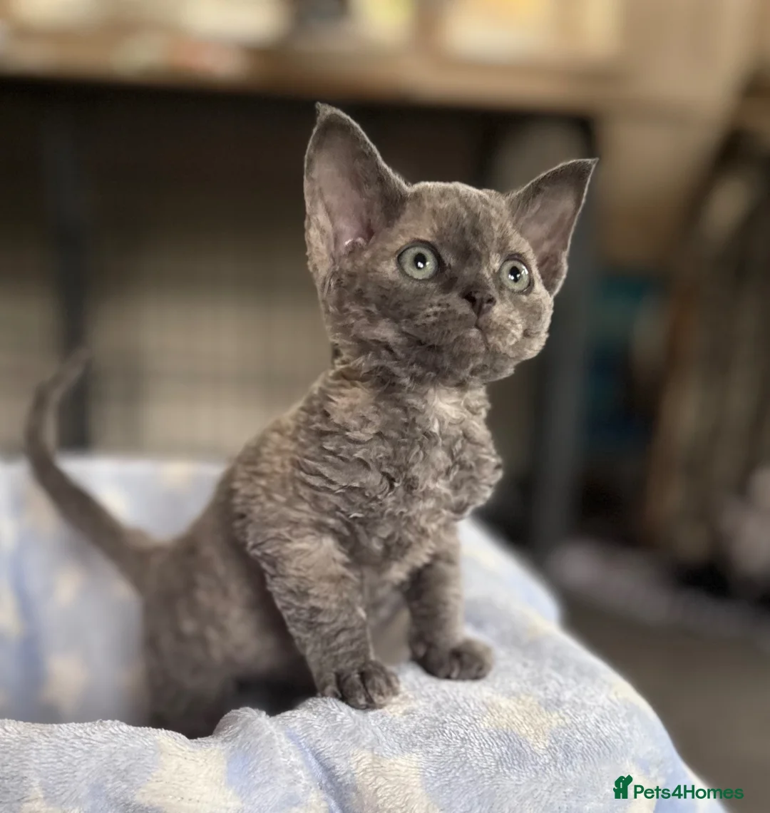 Devon Rex cats for sale: Fantastic Pedigree Devon Rex - Advert 1