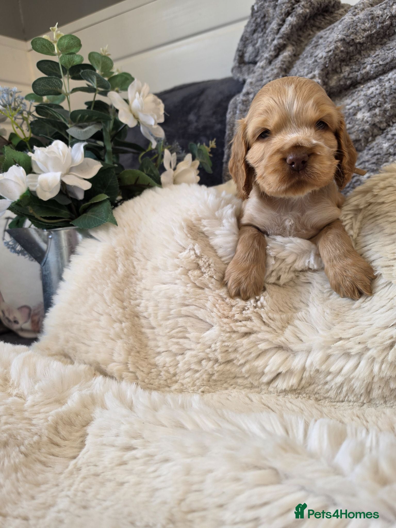 Cocker Spaniel dogs ✨️OUTSTANDING showtype health tested girl 🐶 - Advert 1