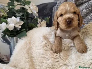 Cocker Spaniel dogs ✨️OUTSTANDING showtype health tested girl 🐶 - Advert 1
