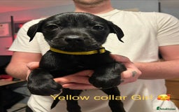 Mixed Breed dogs for sale: 2 boys and 5 girls Labrador X cross puppy’s 🥰 - Image 4