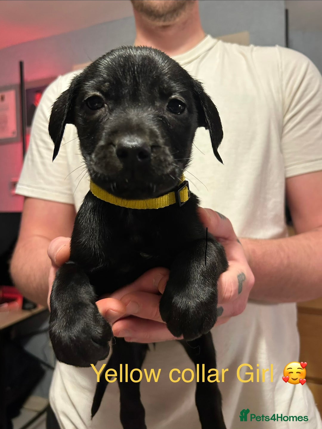 Mixed Breed dogs for sale: 2 boys and 5 girls Labrador X cross puppy’s 🥰 - Image 4