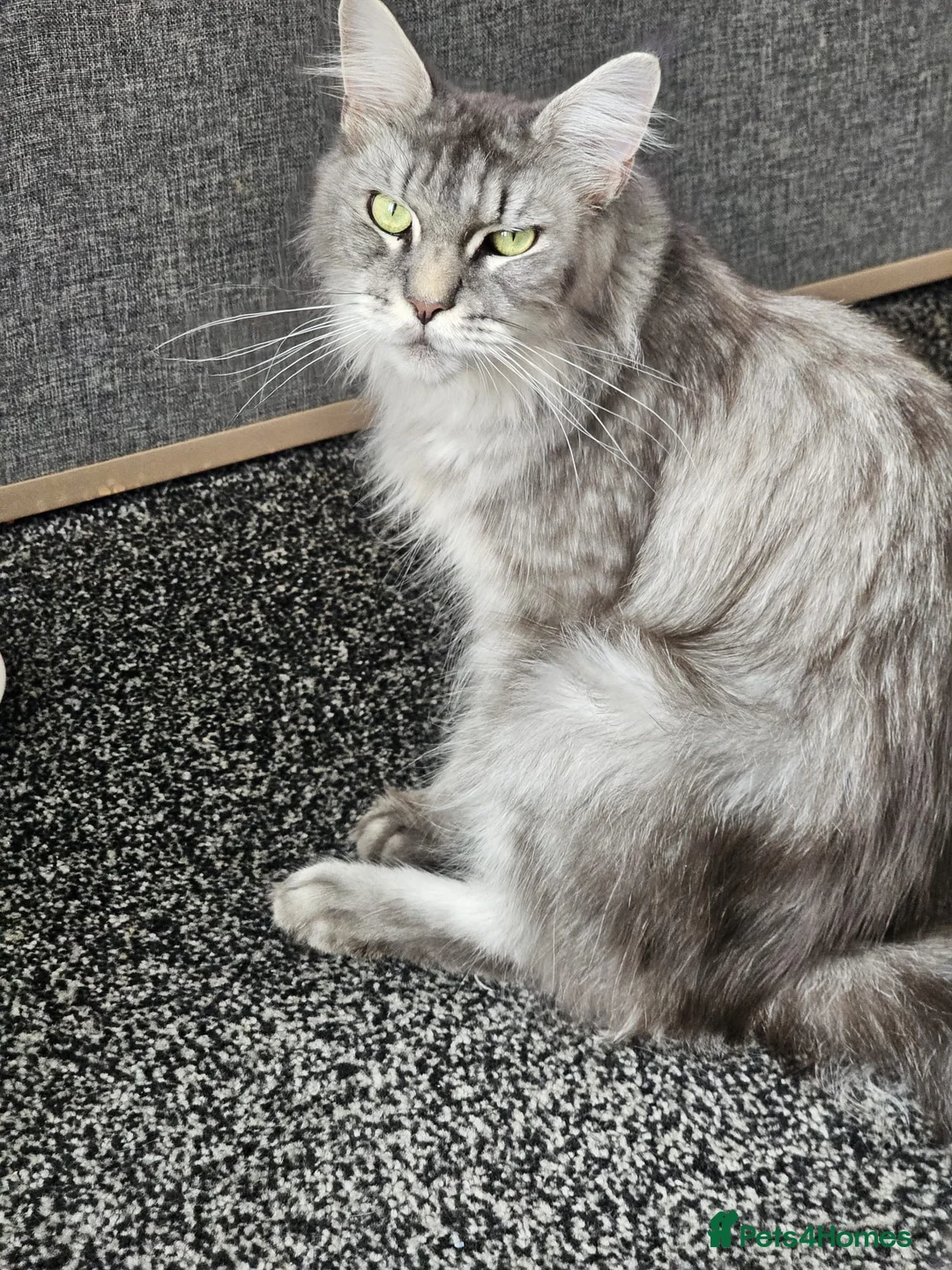 Maine Coon cats for sale: 2 main coon kittens available🐱 - Advert 10