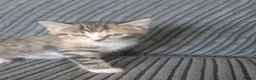 Domestic Shorthair cats for sale: 6 adorable kittens  - Advert 19