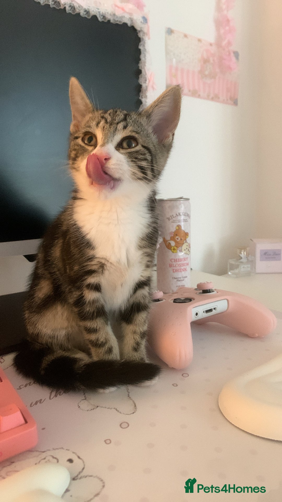 American Shorthair cats for sale: 4 months old grey and black cat  - Image 3