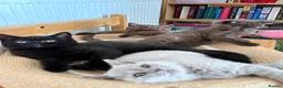 British Shorthair cats for sale: Gccf register British shorthair ready to go! - Advert 5