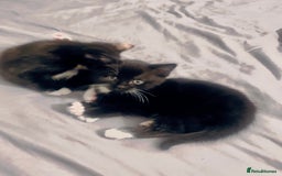 Mixed Breed cats for sale: Delightful mix-breed Siamese-black tabby-kittens - Image 24