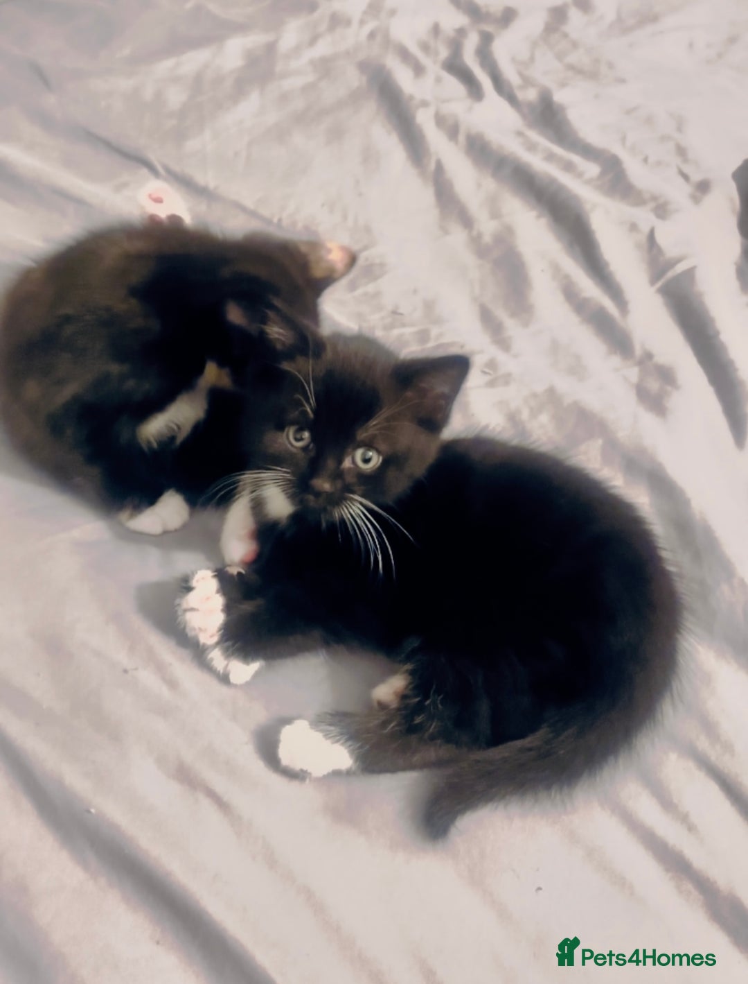 Mixed Breed cats for sale: Delightful mix-breed Siamese-black tabby-kittens - Image 24