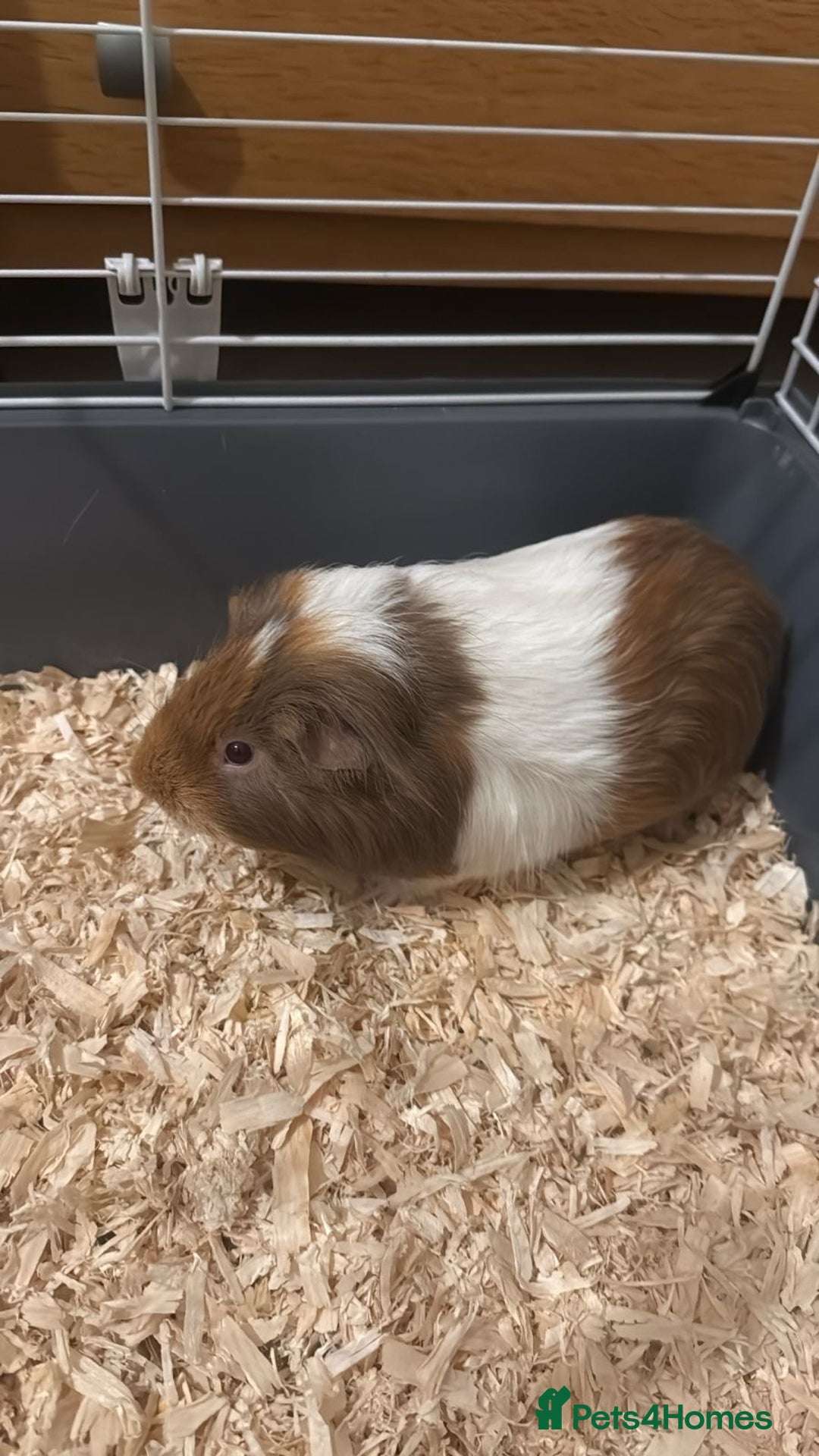 Guinea Pig rodents for sale: Rehome  - Advert 6