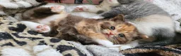Selkirk Rex cats for sale:  Beautiful Home-Raised Selkirk Rex&BSH Kittens 😻 - Advert 31