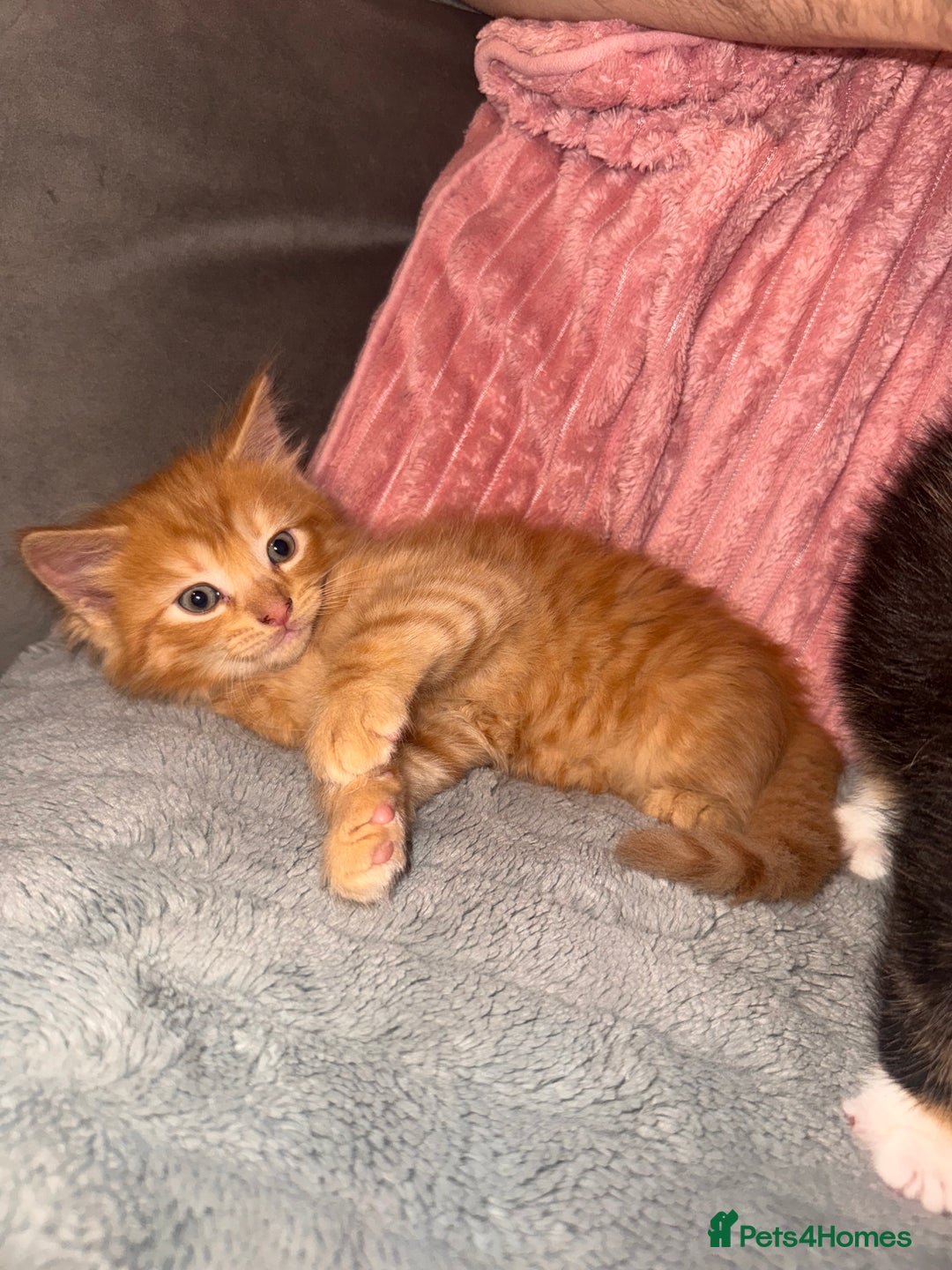 Mixed Breed cats for sale: Stunning mixed breed kittens  - Image 10