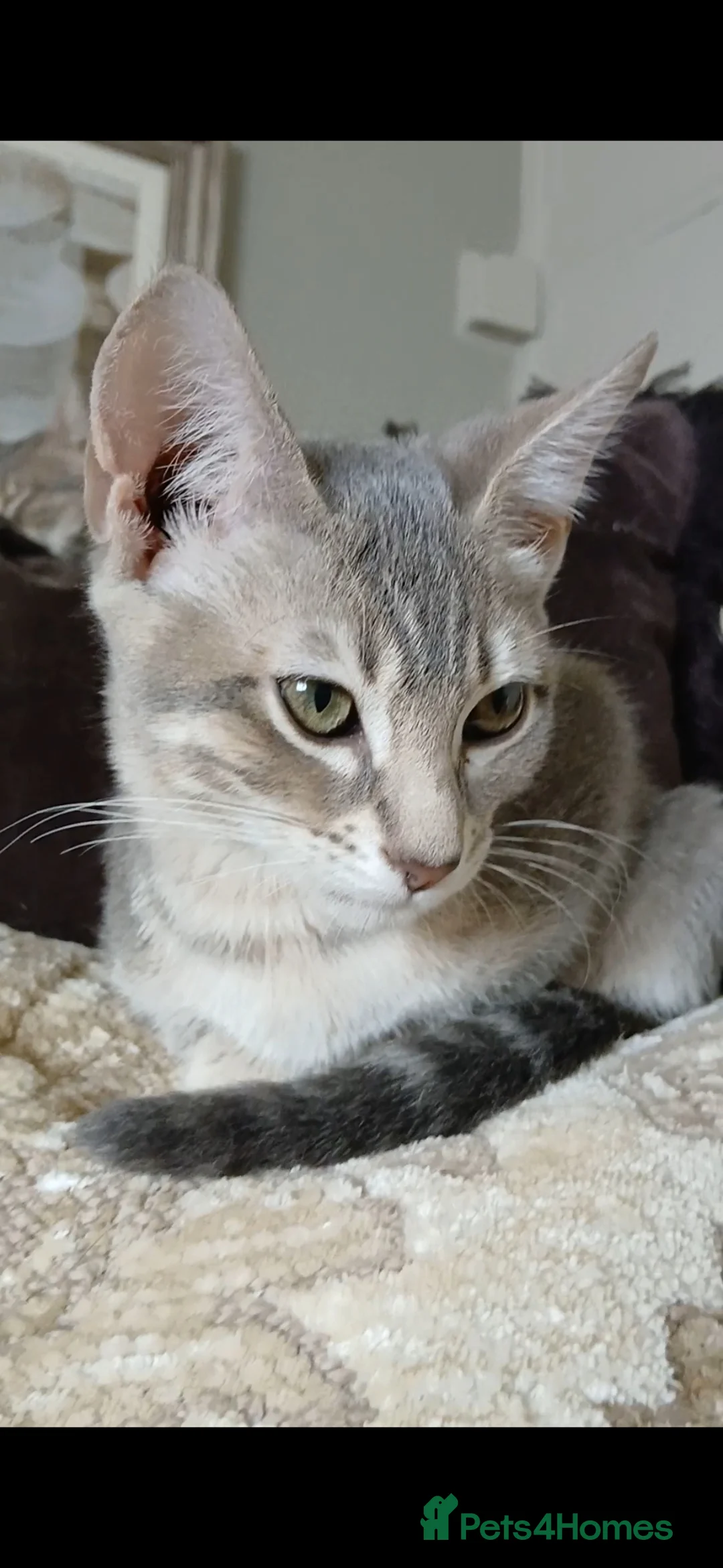 Bengal cats for sale: BLUE Bengal Boy | LAST OF HIS LITTER - Advert 2