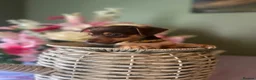 Jack Russell dogs for sale: Wenlock Jack Russells  - Advert 18