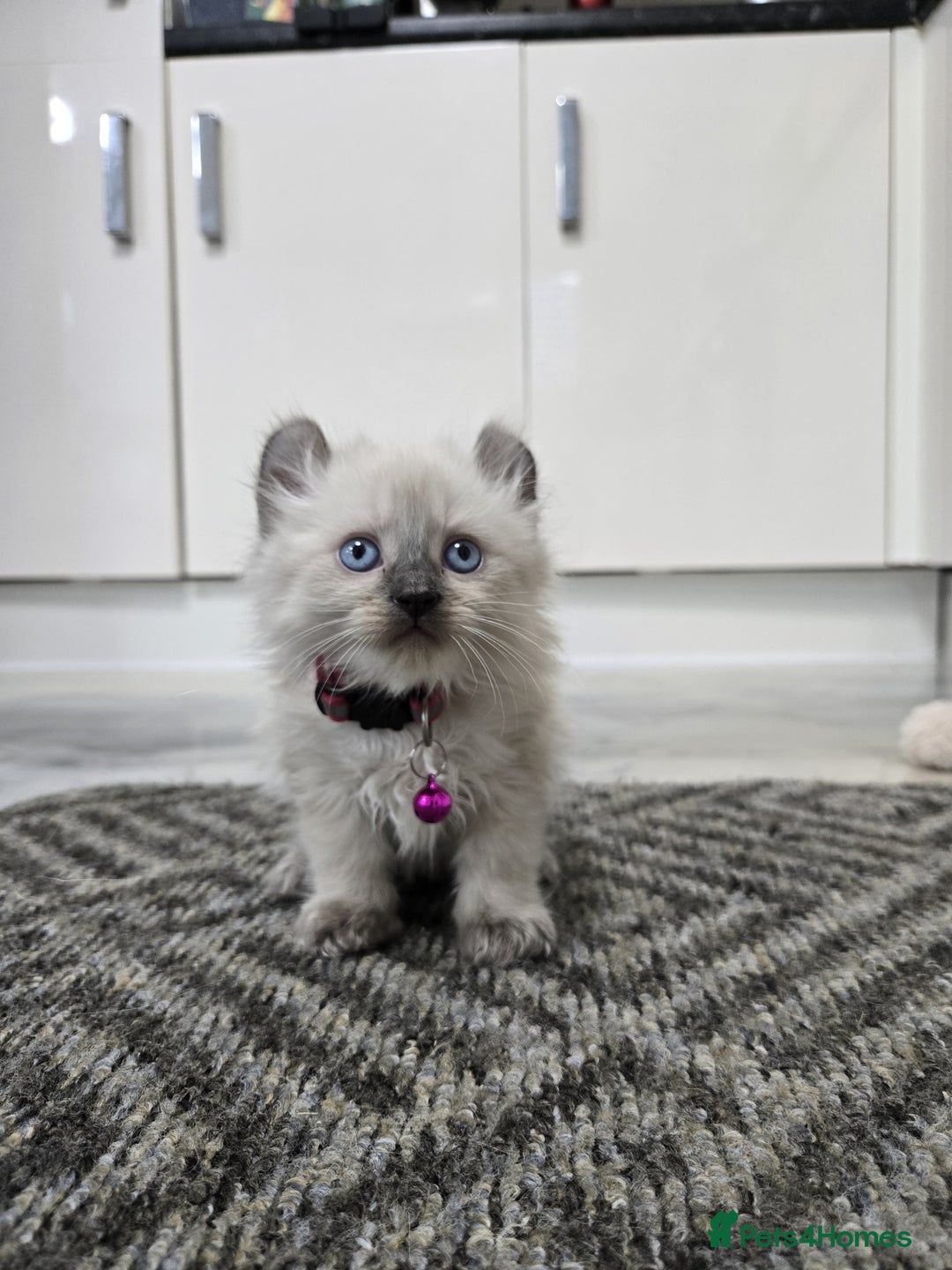 American Curl cats for sale: RARE, Unique, Affectionate American Curl Kittens!  - Advert 18