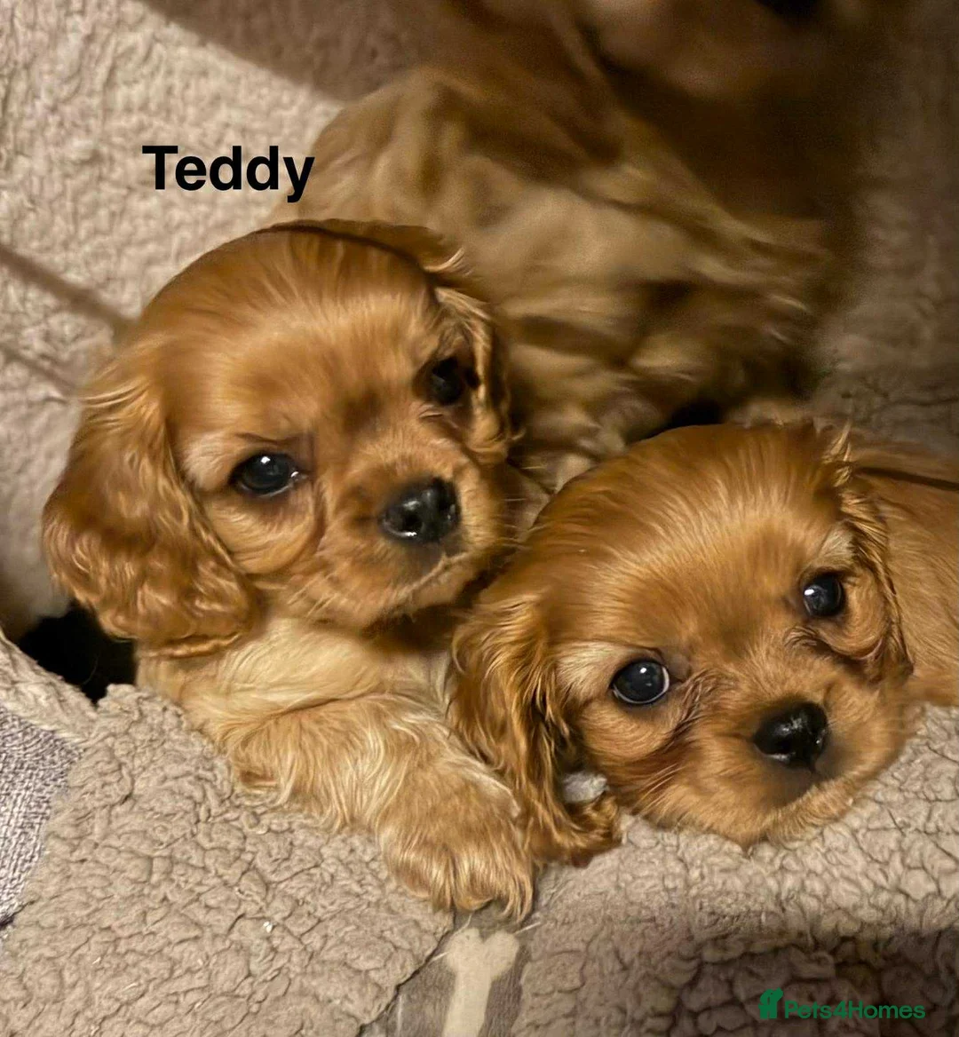 Cavalier King Charles Spaniel dogs for sale: CKCS Puppies Tested Bloodlines, KC Reg - Advert 15