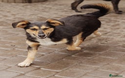 Mixed Breed dogs for adoption: 💖🐶 TONY 🐶💖 - Image 3