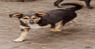 Mixed Breed dogs - Advert 11