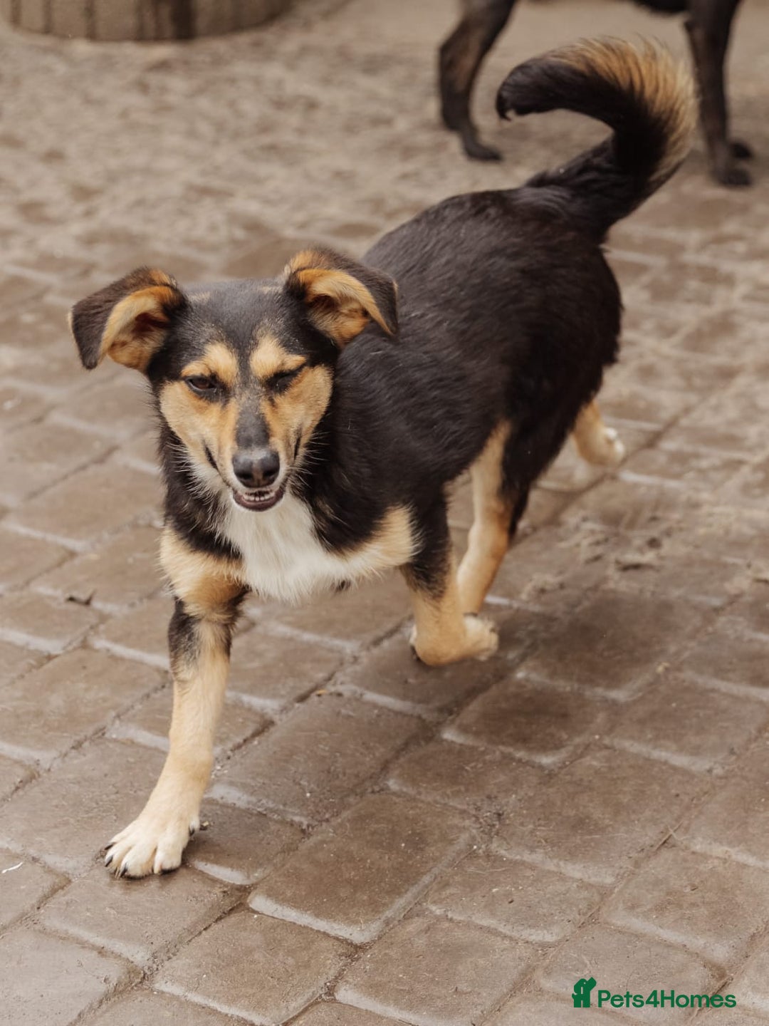 Mixed Breed dogs for adoption: 💖🐶 TONY 🐶💖 - Image 3