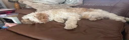 Cockapoo dogs for sale: Beautiful & fun 3 year old Cockapoo ‘Teddy’ - Advert 20