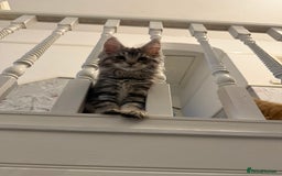 Maine Coon cats for sale: Maine coon kittens GCCF registered READY NOW  - Image 7
