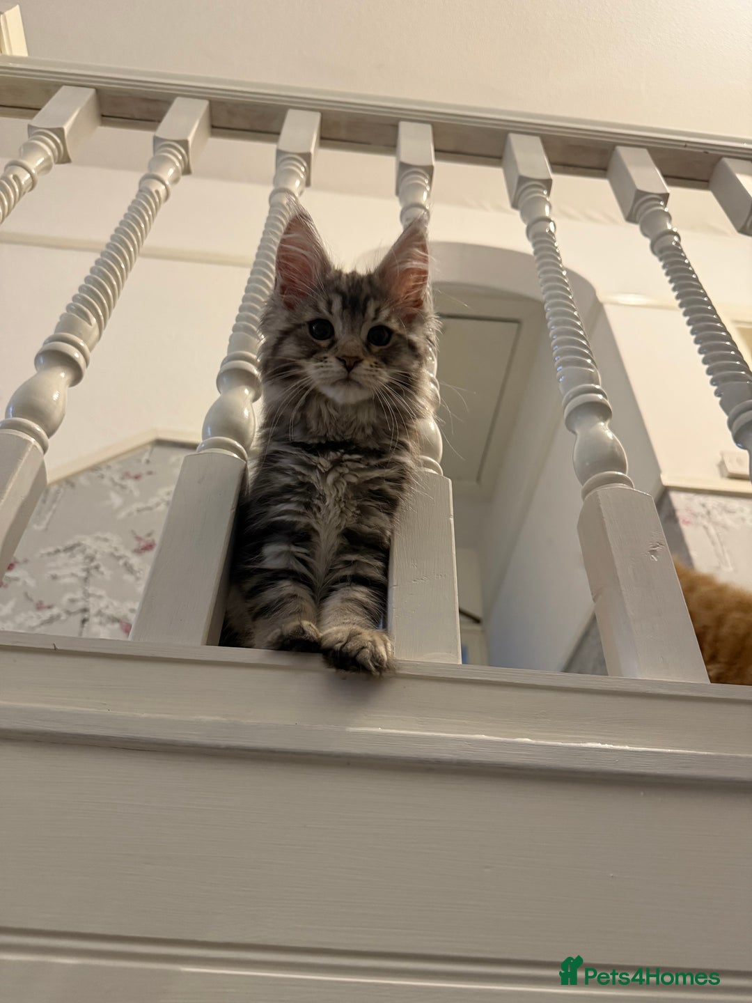 Maine Coon cats for sale: Maine coon kittens GCCF registered READY NOW  - Image 7