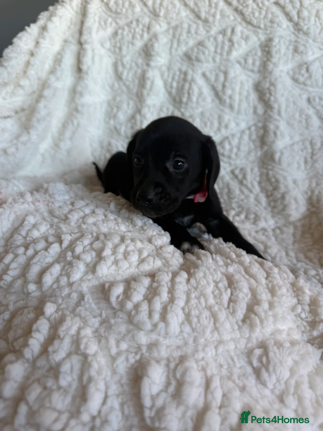 Mixed Breed dogs for sale: 9 playful beagledoor  - Advert 18