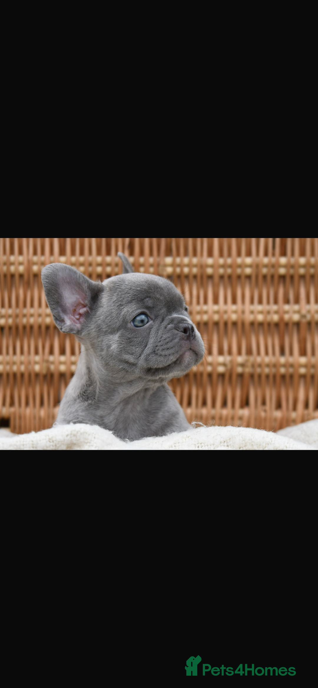 French Bulldog dogs for sale: Beautiful litter of 8 French bulldog puppies - Image 6