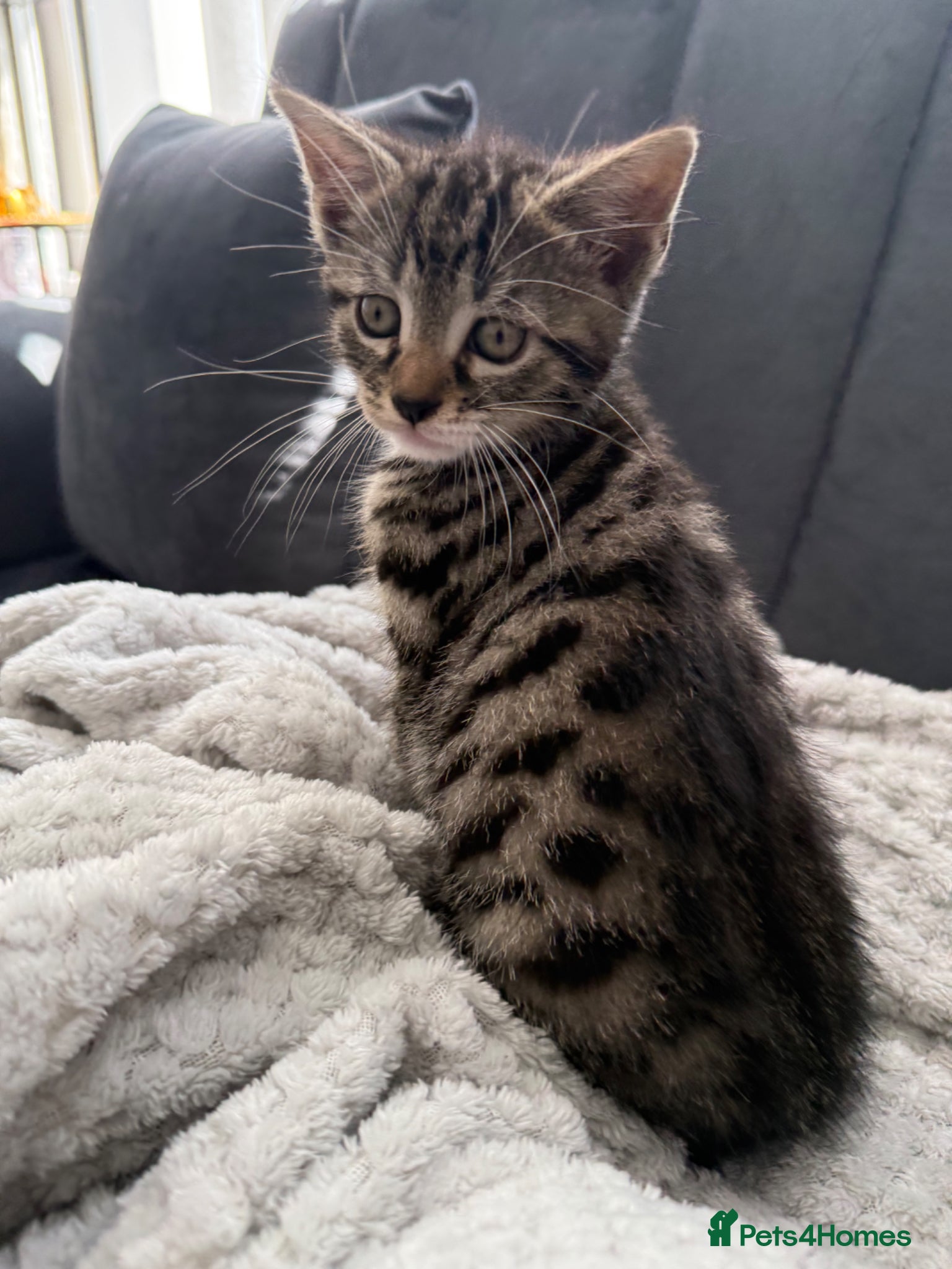 Mixed Breed cats Kitten  - Advert 23