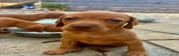 Hungarian Vizsla dogs for sale: Hungarian viszla puppies  - Advert 9