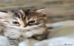 Persian cats for sale: Outstanding Full Persian Kittens for Sale - Image 9