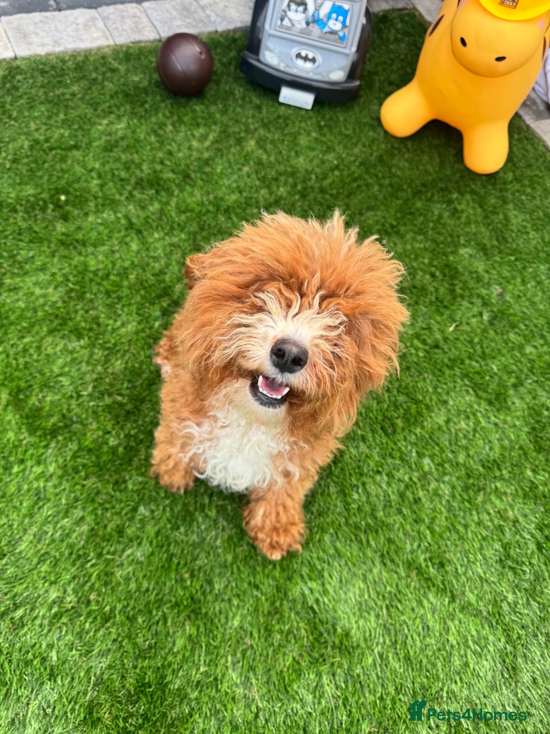 Mixed Breed dogs for sale: Black male puppy jackapoo - Image 15