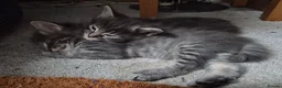 Mixed Breed cats for sale: Ragcoons in Newton-le-Willows - Advert 12