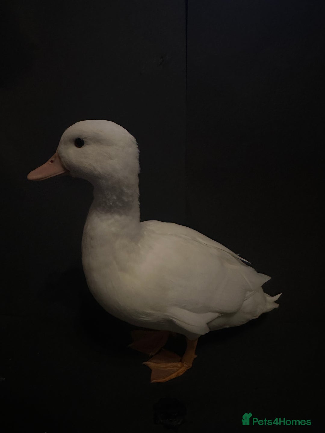 Ducks poultry for sale: Pure white call ducks  - Image 6