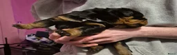 Rottweiler dogs for sale: Three lovely rotty pups - Advert 3