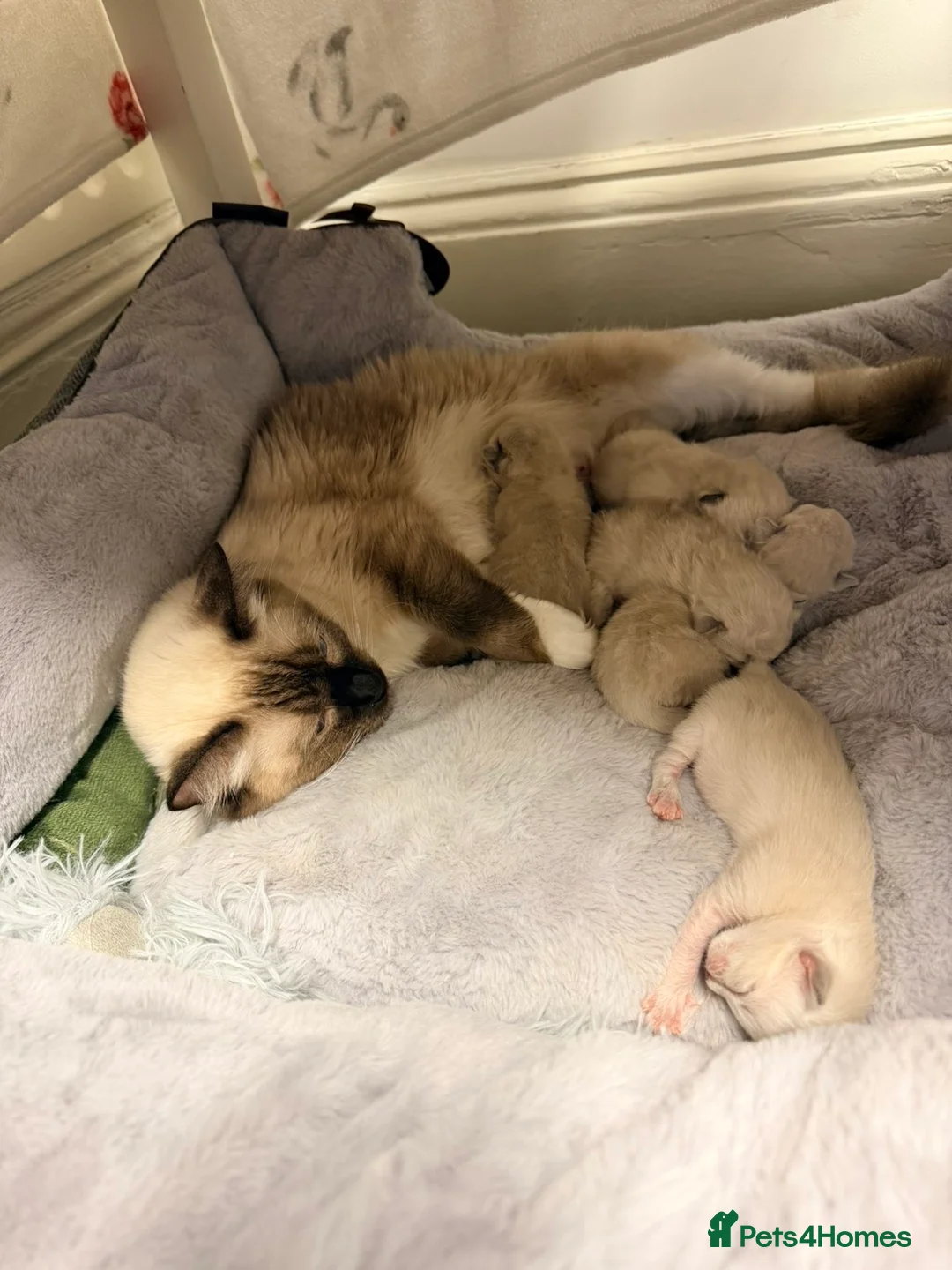 Ragdoll cats for sale: 🐾💙 5 Gorgeous Male Ragdoll Kittens for Sale - Advert 23