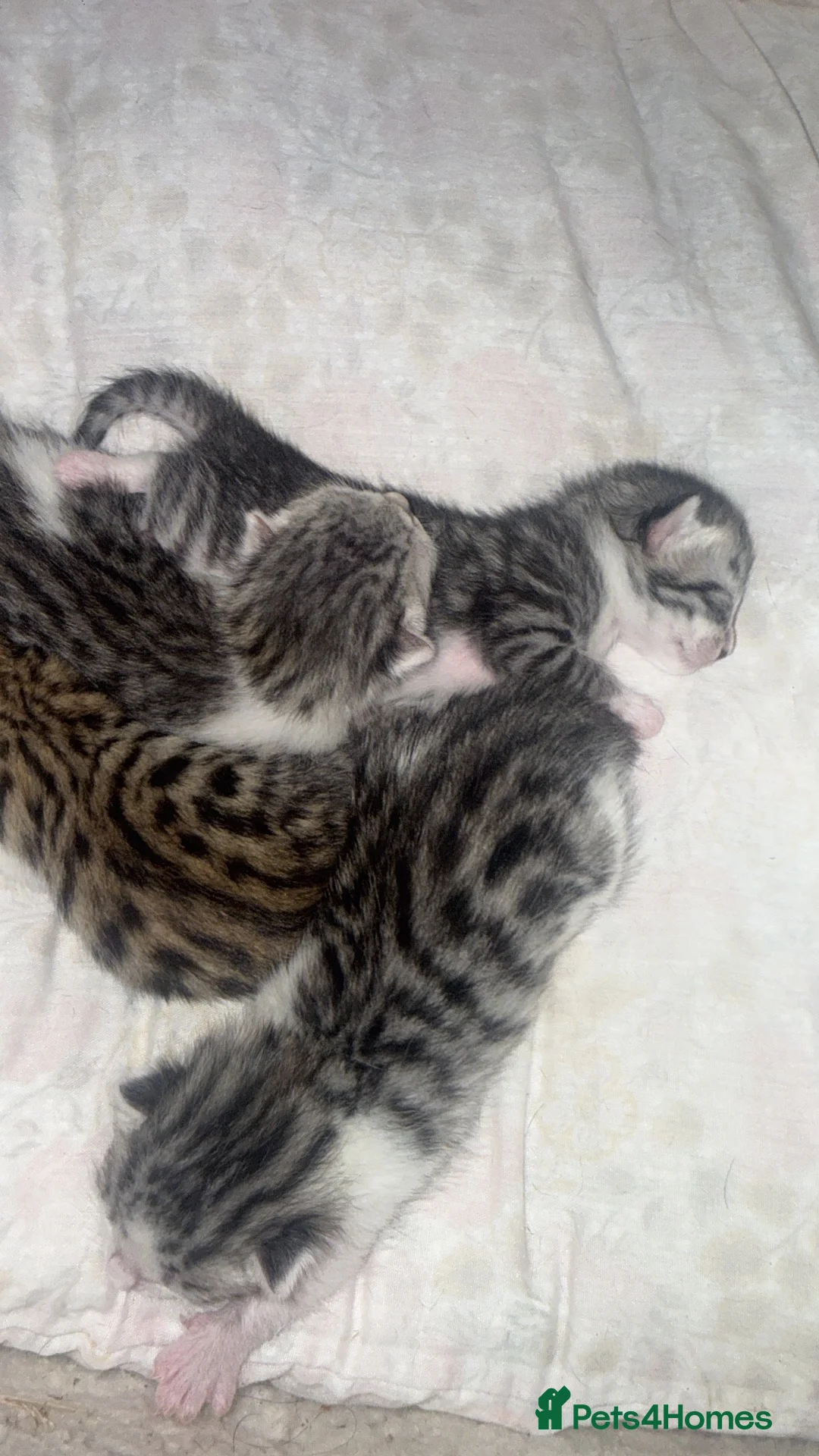 Bengal cats for sale: Beautiful Bengal X Kittens  - Advert 22
