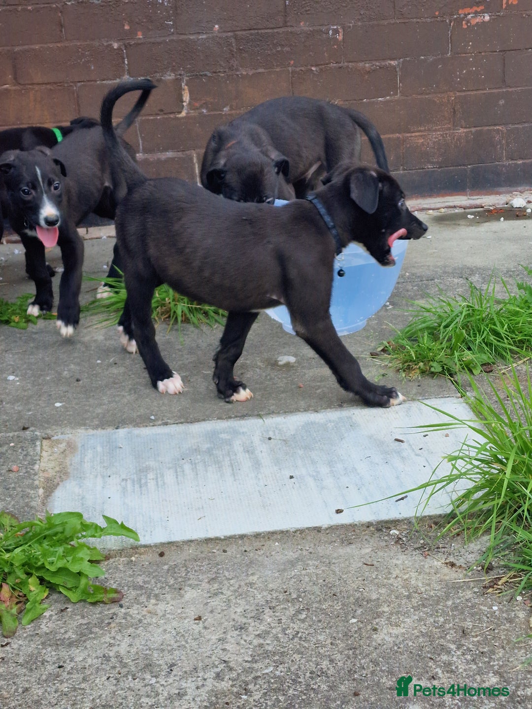 Lurcher dogs for sale: 8 lurcher pups for sale  in Colne - Advert 4