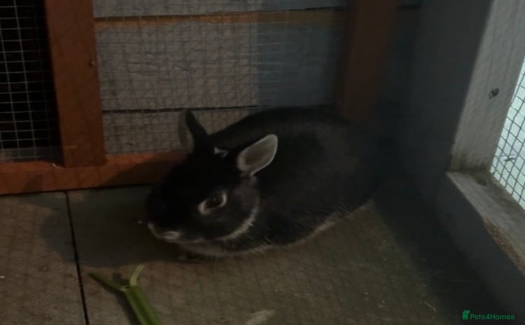 Netherland Dwarf rabbits - Advert 8