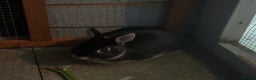 Netherland Dwarf rabbits for sale: Male netherland dwarf rabbit  - Advert 1