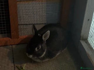 Netherland Dwarf rabbits - Advert 4